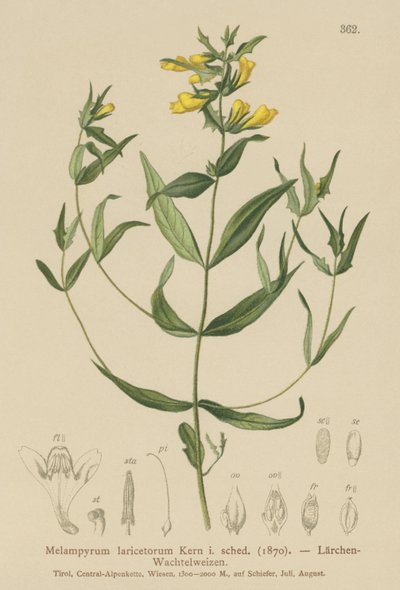 Kleines Läusekraut (Melampyrum laricetorum, Melampyrum carpathicum, Melampyrum sylvaticum) von German School